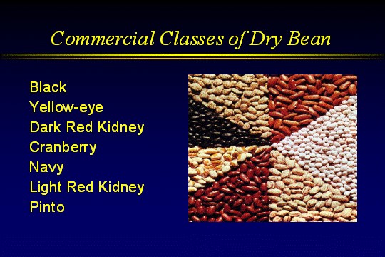 commercial dry bean classes.jpg